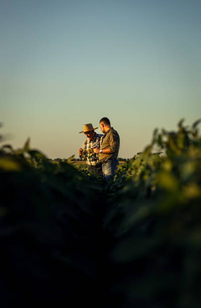 Two farmers in a field examining soy crop.