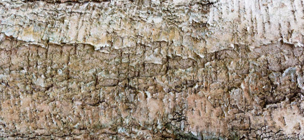 istock Background - relief bark of old Birch with moss 1440204192