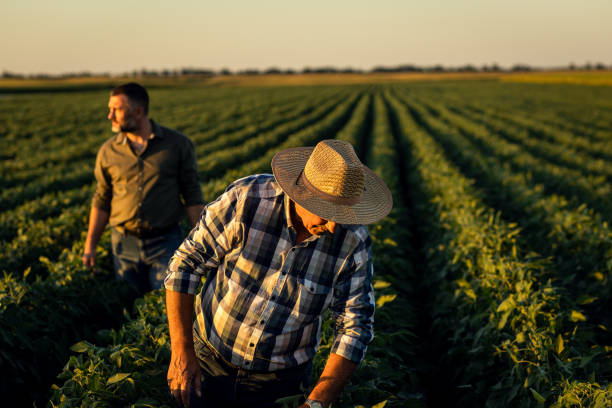 istock Two farmers in a field examining soy crop. 1440204356