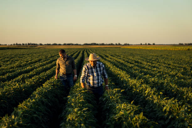 istock Two farmers in a field examining soy crop. 1440204413