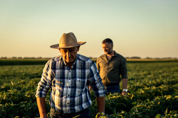 istock Two farmers in a field examining soy crop. 1440204480