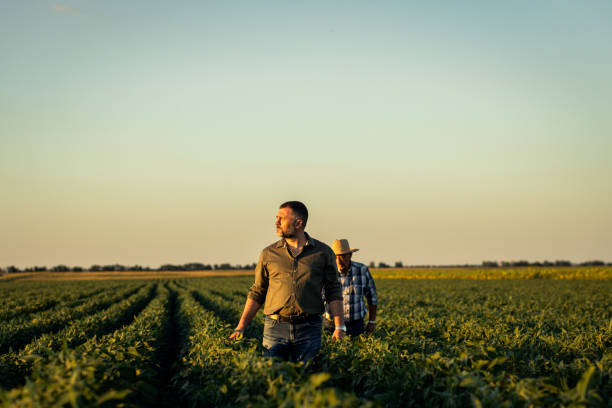 istock Two farmers in a field examining soy crop. 1440204483