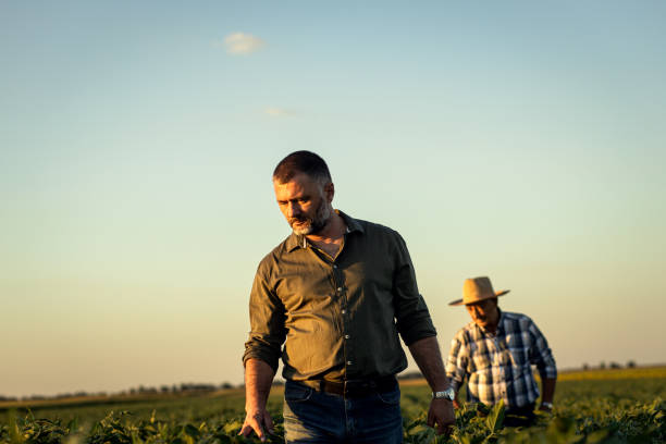 istock Two farmers in a field examining soy crop. 1440204549