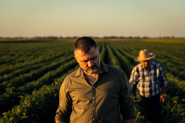 istock Two farmers in a field examining soy crop. 1440204550