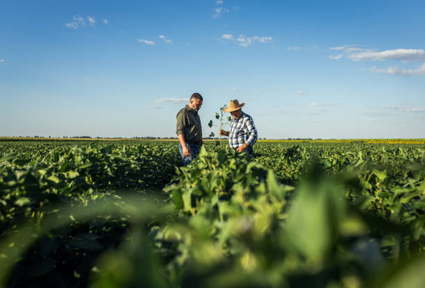istock Two farmers in a field examining soy crop. 1440204800