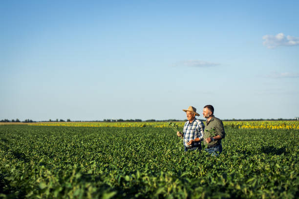 istock Two farmers in a field examining soy crop. 1440204813