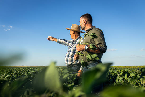 istock Two farmers in a field examining soy crop. 1440204815