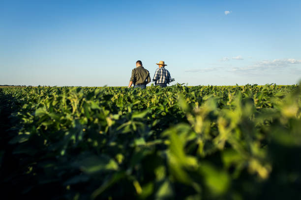istock Two farmers in a field examining soy crop. 1440204923