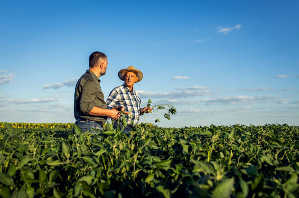istock Two farmers in a field examining soy crop. 1440204935