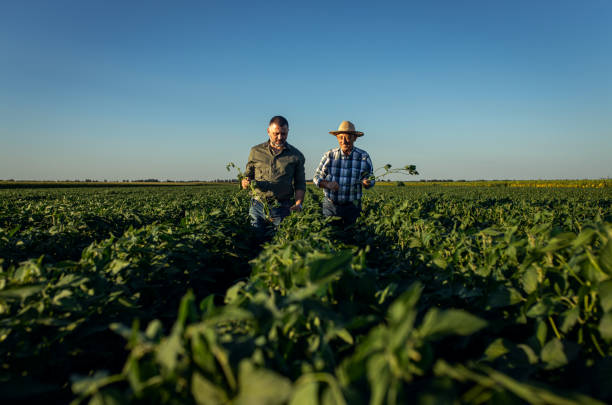 istock Two farmers in a field examining soy crop. 1440204969