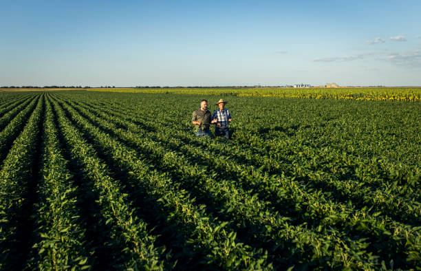 istock Two farmers in a field examining soy crop. 1440205388