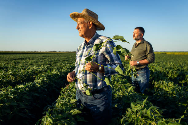 istock Two farmers in a field examining soy crop. 1440205530