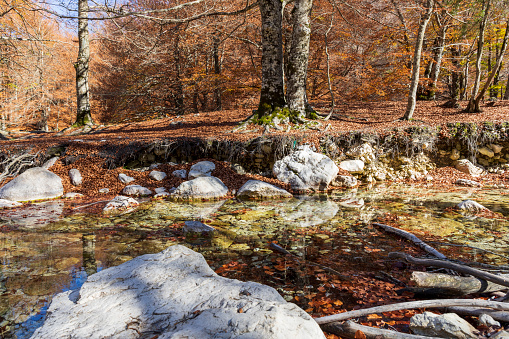 Autumn forest and brook. Autumn colors. Foliage of trees in Abruzzo, Italy.