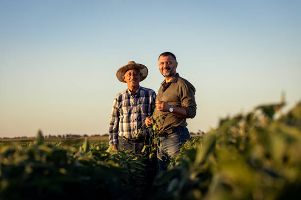 Two farmers in a field examining soy crop. stock photo