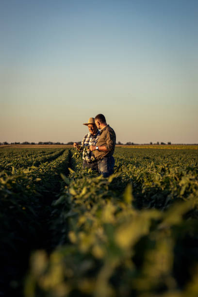 istock Two farmers in a field examining soy crop. 1440206319