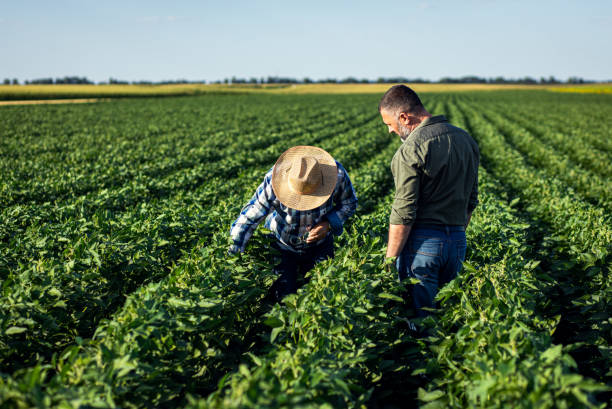 istock Two farmers in a field examining soy crop. 1440206372