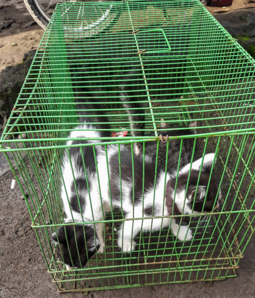 istock Photo of three kittens 1440206408