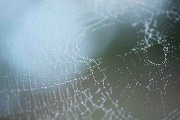 istock spider web in droplets of rain, macro image 1440206515