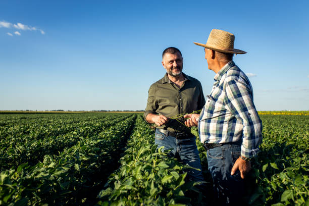 istock Two farmers in a field examining soy crop. 1440206571