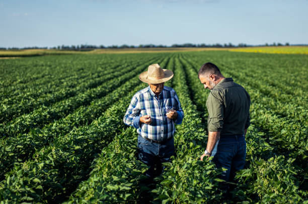 istock Two farmers in a field examining soy crop. 1440206572