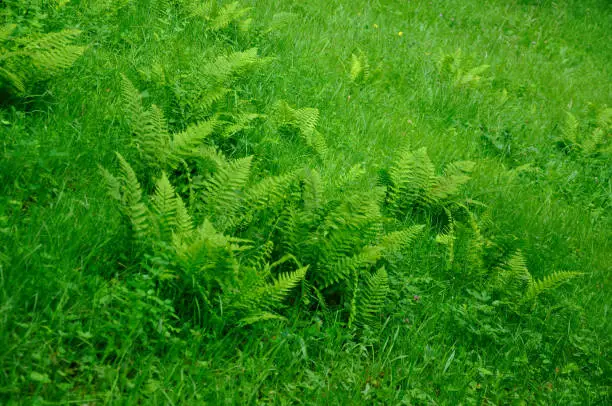 Green fresh young fern leaves in summer.