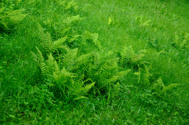 folhas de samambaia frescas verdes no verão - fern stem bracken leaf - fotografias e filmes do acervo