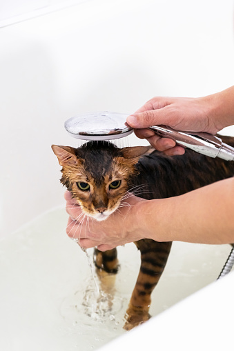 Funny bengal wet cat during bath. Cat washing.