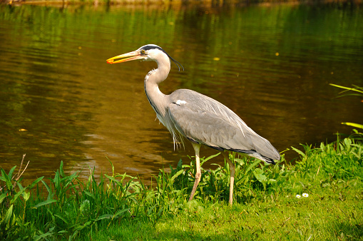 Great blue heron standing and eating in the park near the lake on a sunny day, Amsterdam, Holland