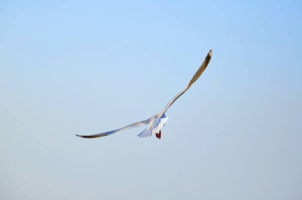 晴れた日の青空に羽を伏せたカモメ(カモメ)の大飛翔(背面) - sunny day sunlight seagull ストックフォトと画像