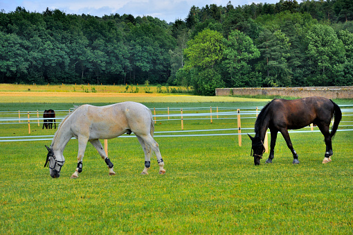 2 horses eating grass near Schloss Fasanarie in Fulda, Hessen, Germany