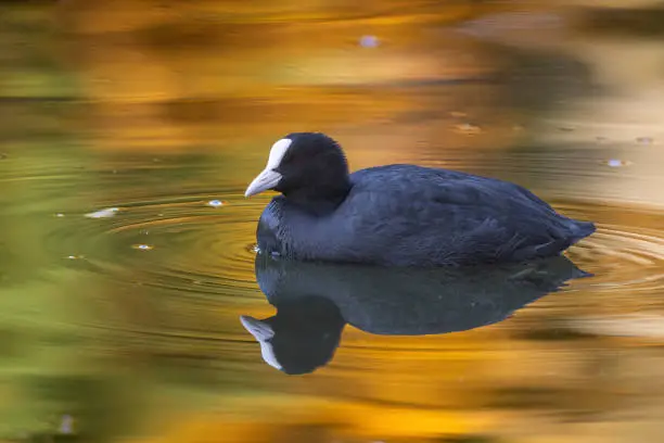 Eurasian coot (Fulica atra) swimming in autumn leaf colored water.
