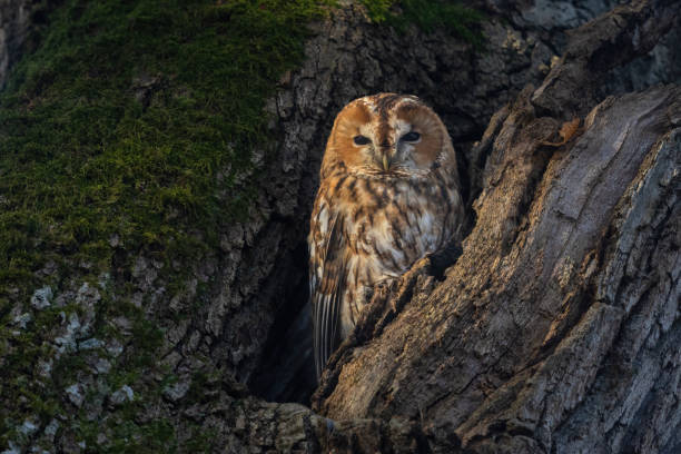 Female tawny owl (Strix aluco)
