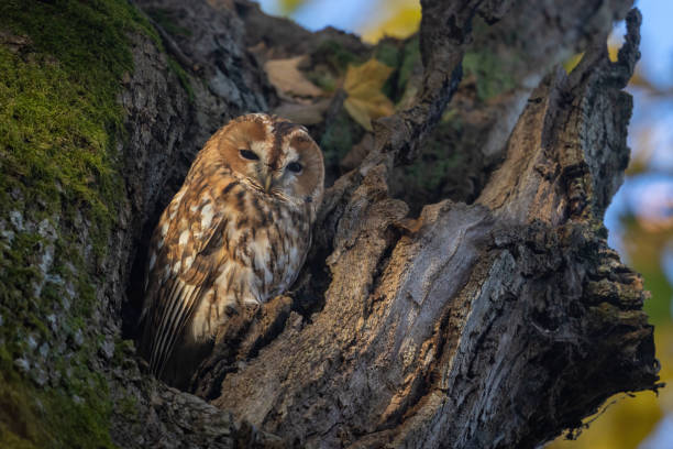 istock Female tawny owl (Strix aluco) 1440208674
