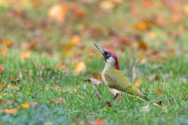 istock European green woodpecker (Picus viridis) 1440208843