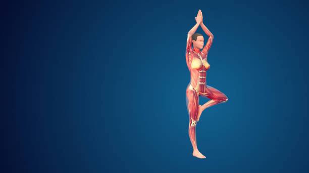 istock 3D human Vrikshasana tree pose with arms elevated yoga pose on blue background 1440209832