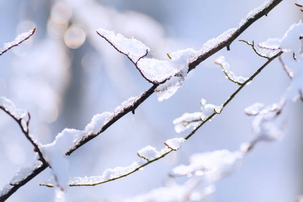 istock A close-up of thin branches of a tree covered with snow on a blurry background 1440211151