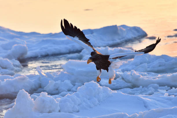 istock Bird watching with floating ices in winter 1440213512