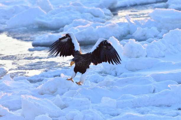 istock Bird watching with floating ices in winter 1440213527