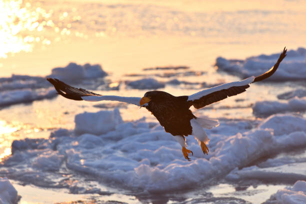 istock Bird watching with floating ices in winter 1440213528