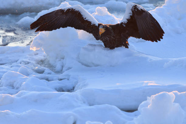 istock Bird watching with floating ices in winter 1440213532
