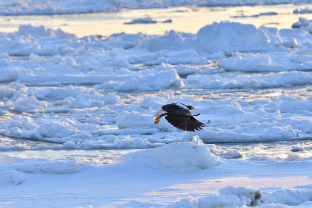 istock Bird watching with floating ices in winter 1440213570