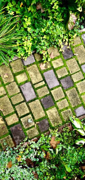 istock Paving slabs overgrown with moss and greenery 1440213839