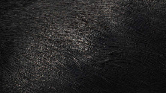 Natural animal fur of black color background. Dog wool close up view picture.