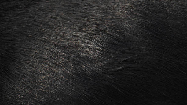 Natural animal fur of black color background. stock photo