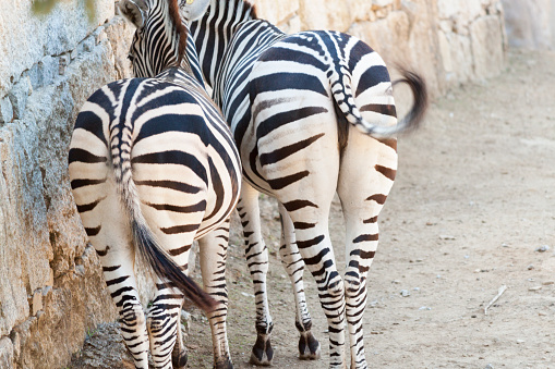 Zebra head side view