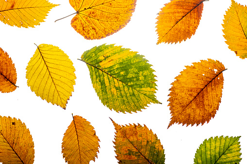 bright elm autumn leaves on a white background