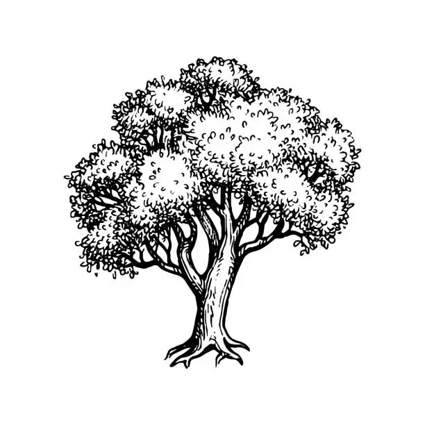 Vector illustration of Oak tree ink sketch.