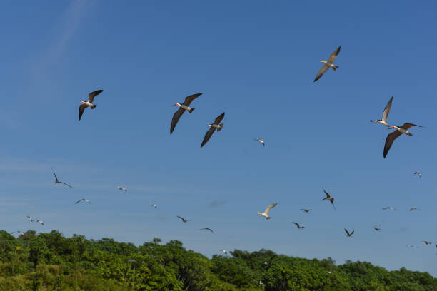 Black skimmers and large-billed terns flying above the Mamoré river A flock of black skimmers (Rynchops niger) and large-billed terns (Phaetusa simplex) flying above the Mamoré river, upstream from Guajará-Mirim, Rondonia, Brazil, on the border with Beni, Bolivia amazon forest stock pictures, royalty-free photos & images