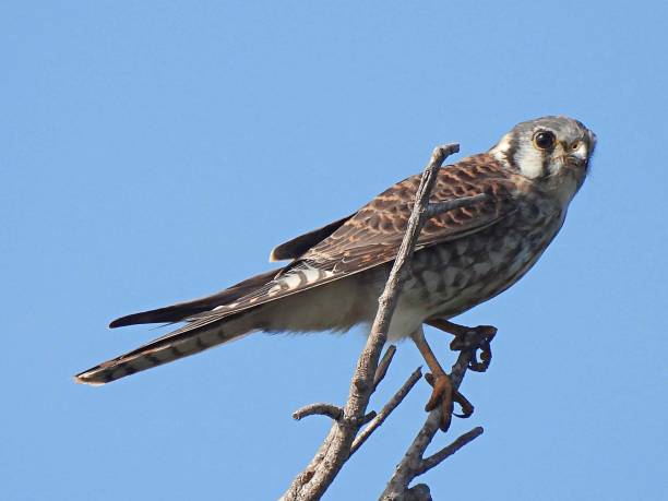 istock American Kestrel (Falco sparverius) - perched on a branch with a clear sky in the background 1440222092