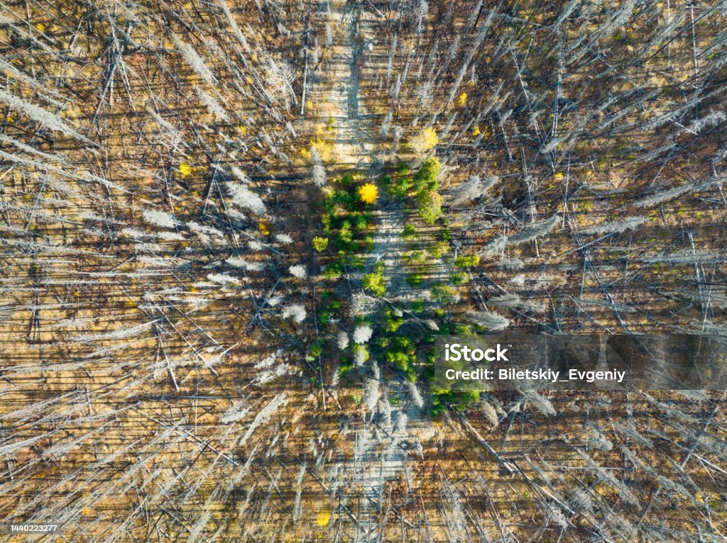 Drone view of a dead and young forest. Landscape from the air on an autumn forest.  Landscape with soft light before sunset. Alberta, Canada. Nature Stock Photo